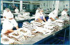 Congeladora Oceanica